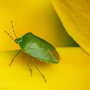 INSETTICIDA/DISINFESTANTI